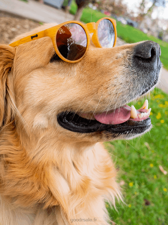 Goodr T6H2X86 le tour ultime de la bodhi